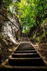 Staircase in Forest