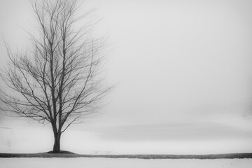 Lone tree on a foggy winter day