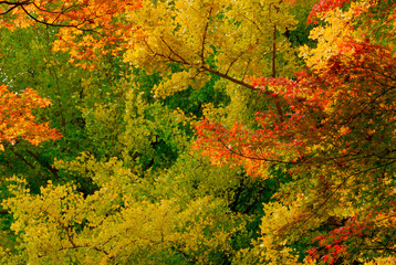 Fototapeta premium 紅葉