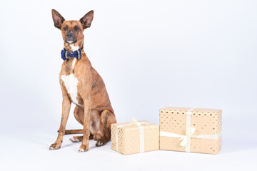 Dog christmas presents shot in studio