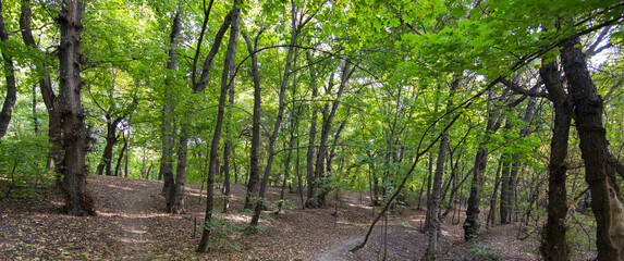 autumn tree lane in the park