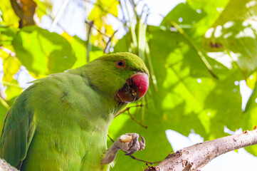Wild British green parakeet parrot bird on the tree in London