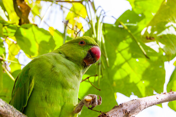 Wild British green parakeet parrot bird on the tree in London