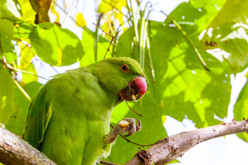 Wild British green parakeet parrot bird on the tree in London
