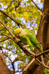 Wild British green parakeet parrot bird on the tree in London