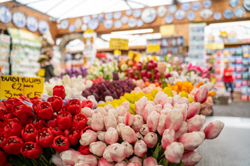 Tulips lined up in flower shop in Amsterdam