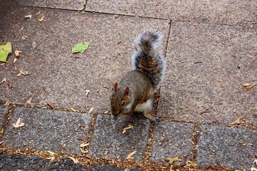 Common european squirrel sitting on the pavement