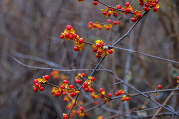 Red and orange blooms in early spring