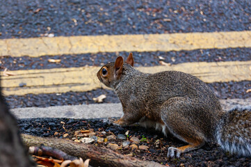 Common european squirrel sitting near the tree trunk on the pavement sidewalk in London