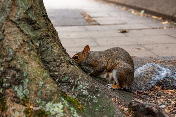 Common european squirrel sitting near the tree trunk on the pavement sidewalk in London