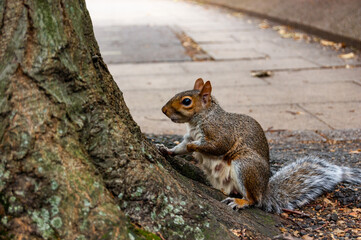 Naklejka na ściany i meble Common european squirrel sitting near the tree trunk on the pavement sidewalk in London