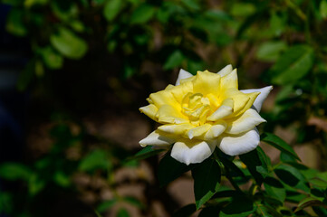 黄色のバラ