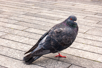 pigeon in the city