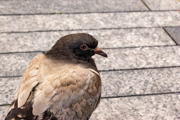 Common dove pigeon bird sitting on the stone tile of Thames river promenade