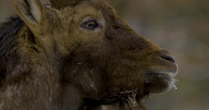 Close up of an alpine ibex, capricorn in the forest in winter with snow.
