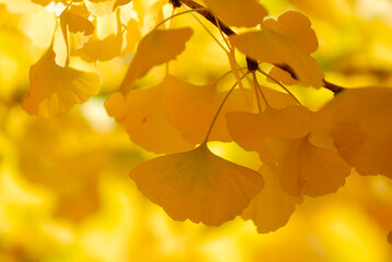 Obraz premium イチョウ