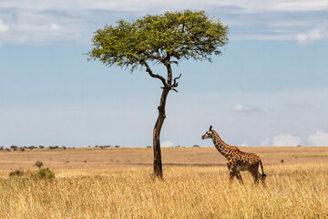 Obraz premium Young Giraffe walking on the plains of the Masai Mara National Park in Kenya