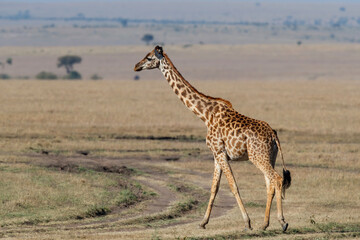 Giraffe walking on the plains of the Masai Mara National Park in Kenya