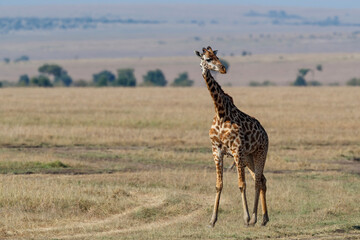 Giraffe walking on the plains of the Masai Mara National Park in Kenya
