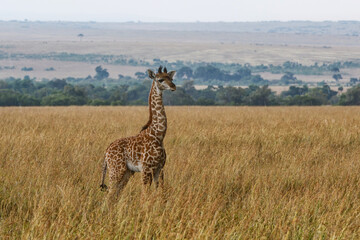 Young Giraffe walking on the plains of the Masai Mara National Park in Kenya