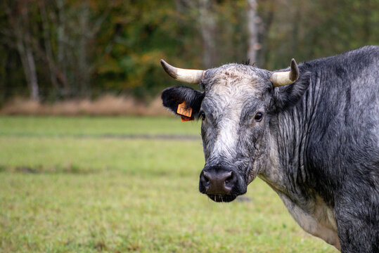 portrait of a belgian blue cow