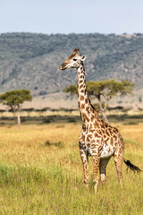 Giraffe walking on the plains of the Masai Mara National Park in Kenya