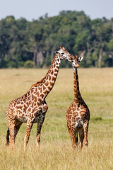 Naklejka na ściany i meble Giraffe family walking on the plains of the Masai Mara National Park in Kenya