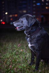 Black Labrador in the park at night, in the distance a residential multi-storey building with luminous windows.