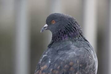 Taubenkopf, / pigeon head, 