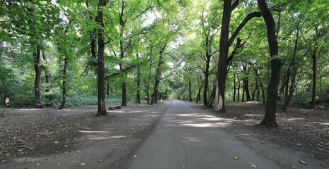 autumn tree lane in the park