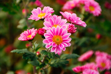 秋の花