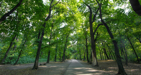 autumn tree lane in the park