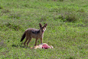 Ein Schakal sichert eine tote Hyände als Beute im Serengeti-Nationalpark in Tansania