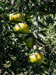 tangerine tree, fruits starting to ripen, green tangerines