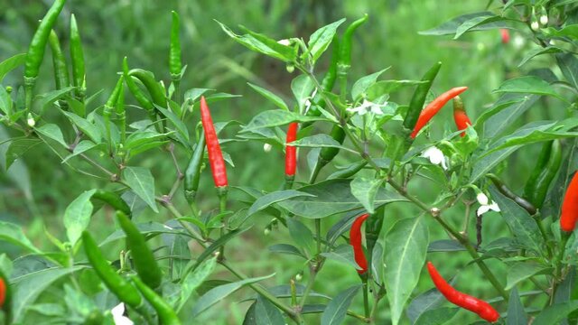 pepper plant tree