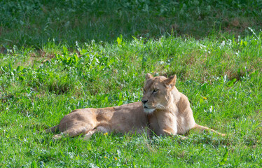 Naklejka na ściany i meble lioness lying in the grass