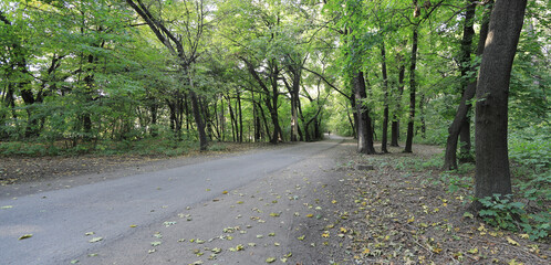 autumn tree lane in the park