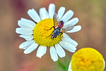 Raupenfliege ( Cylindromyia bicolor ).