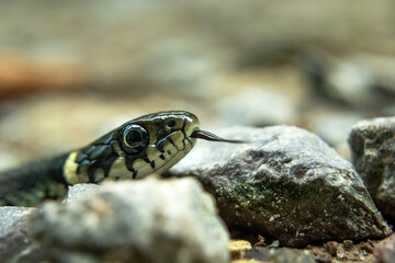 Head of grass snake in stones, close up