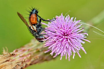 Raupenfliege ( Cylindromyia bicolor ).