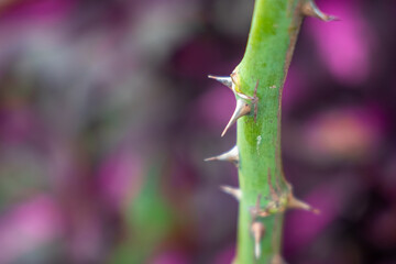 Close-up of thorns on rose stems