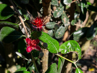 feijoa flower red color, a kind of guava on green background