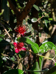 feijoa flower red color, a kind of guava on green background