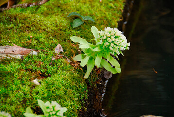 フキの花