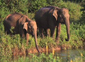 The Couple of Wild Elephants with Riverside