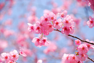Fototapeta na wymiar 桜