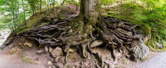 Kundler Klamm mit markanten Baum Panorama