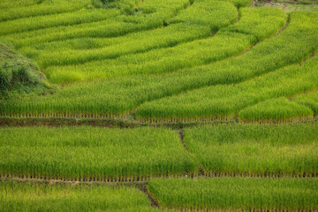 Green rice field in Mae Hong Son, Thailand.