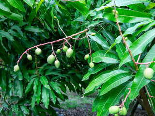 mango tree and flowers, small mangoes growing