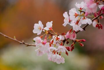 桜